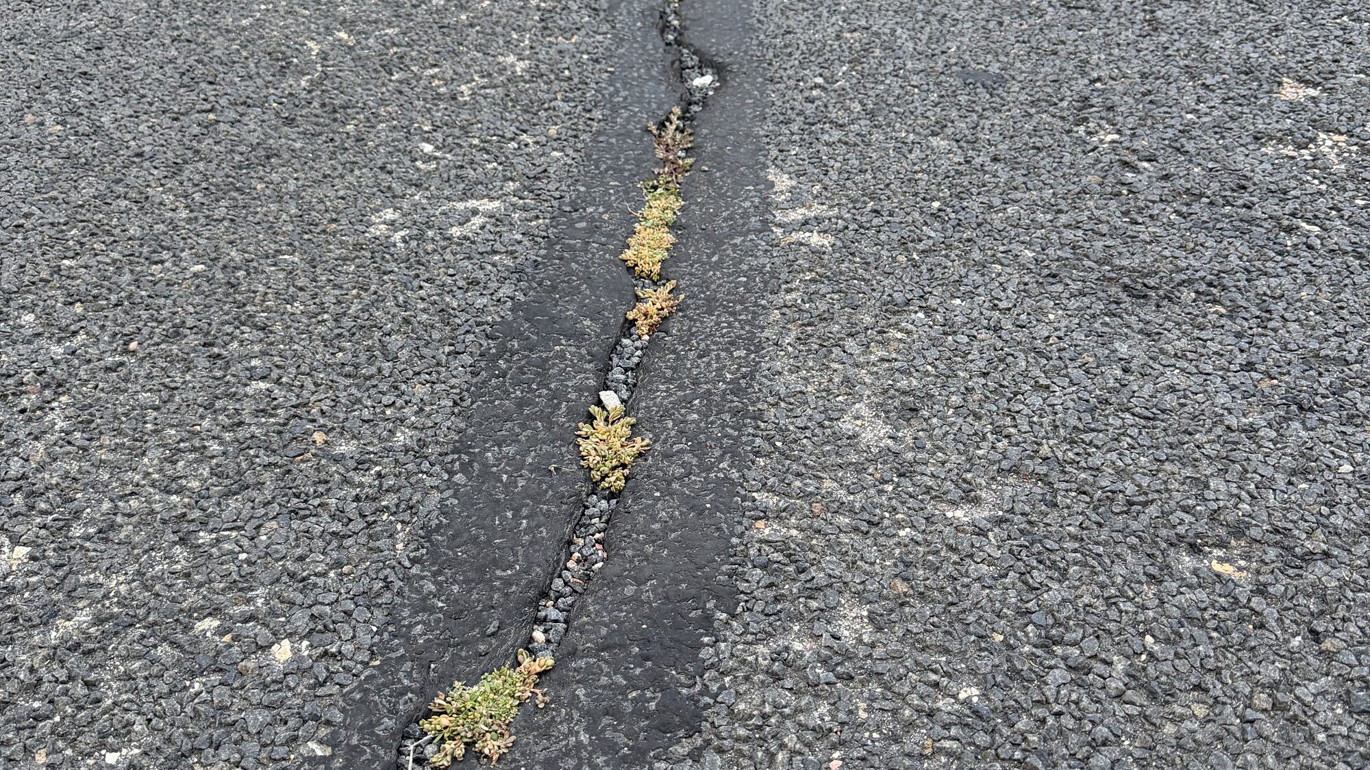 A Niwot street split by a long crack that has widened and grown over with weeds.